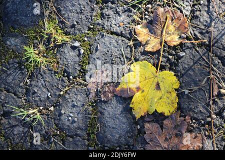 Gelbe Herbstblätter, Ahorn auf dem Boden Stockfoto