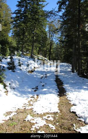 Wanderweg vom Ferchensee in Richtung Kranzberg bei Mittenwald Stockfoto