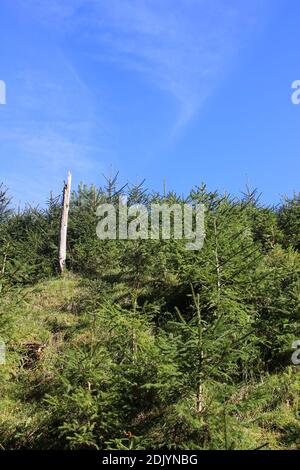 Young spruce forest on a slope near Mittenwald, meadow, blue sky Stock Photo