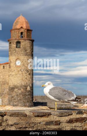 Seagull and steeple of the fortified church of Notre-Dames-des-Anges in Collioure Stock Photo