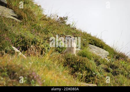 Alpine marmot (Marmota marmota) in natural habitat, Seceda, Dolomites, South Tyrol, Italy Stock Photo