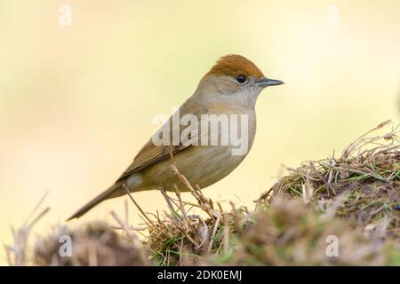 blackcap female perched on the ground Stockfoto