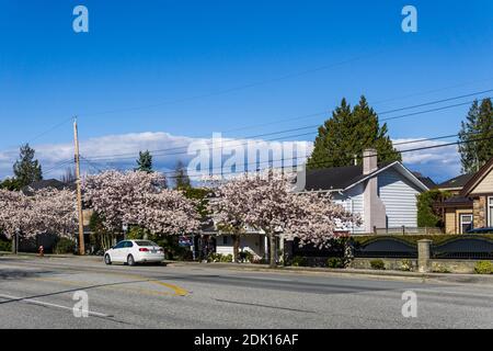 RICHMOND, KANADA - 05. APRIL 2020: Blick auf die Stadt im Frühling Kirschblütensaison Sonnentag blühende Schönheit am sonnigen Frühlingstag. Stockfoto