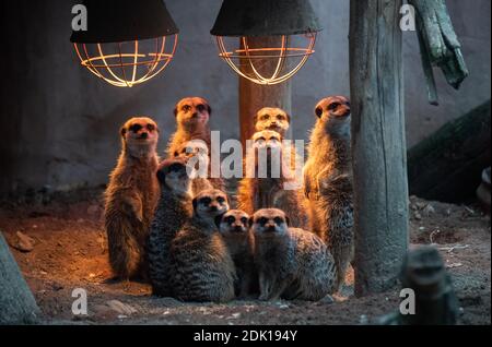 Hannover, Deutschland. Dezember 2020. Erdmännchen stehen unter einer Wärmelampe im Zoo Hannover. Der Zoo Hannover hat neue Spendenpatenschaften geschaffen, um auch mit den Besuchern in Kontakt zu bleiben. Aber helfen Tierpatenschaften den Zoos durch die Corona-Krise? Kredit: Julian Stratenschulte/dpa/Alamy Live Nachrichten Stockfoto