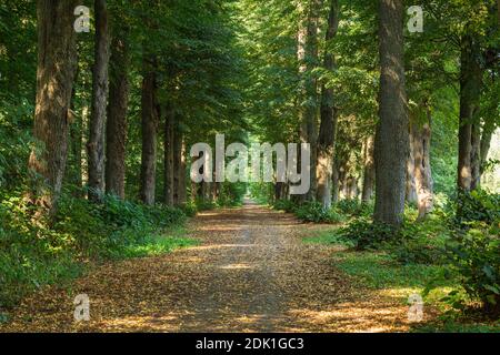 Deutschland, Borken, Borken-Gemen, Naturpark hohe Mark Westmünsterland, Münsterland, Westfalen, Nordrhein-Westfalen, Sternbusch in der Freiheit Gemen, Sternbusch-Allee, Waldgebiet, Waldweg Stockfoto