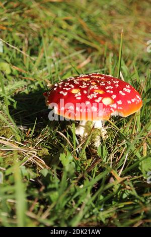 Deutschland, Bayern, Werdenfels, bei Elmauer Alm, Herbst Oberbayern, Wiese, Bergwiese, Waldrand, Herbstlaub, Herbstfarben Stockfoto