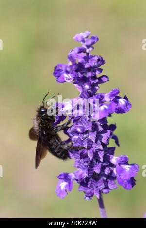 Holzbiene, große Blaue Holzbiene, Blauwarze Holzbiene, Violettflügelige Holzbiene, Xylocopa violacea, Wicke, Bienenweide, Wildbiene, Mehliger Salbei, Salvia farinacea, Holzbienendrohn Stockfoto