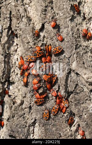 Feuerwanzen, gewöhnliche Feuerwanzen, Pyrrhocoris apterus, Linden, tilia, Wanzen Stockfoto