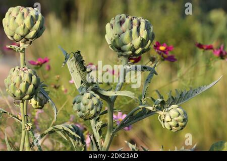 Artischocke, Cynara cardunculus, Gemüse, Gemüse im Blumenbeet, essbare Blumen, Cosmea Stockfoto