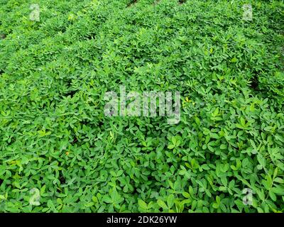 Erdnussfarm, Erdnussfeld, Erdnussbaum, Erdnussplantage Felder, Farm Land in Indien Hintergrund Stockfoto