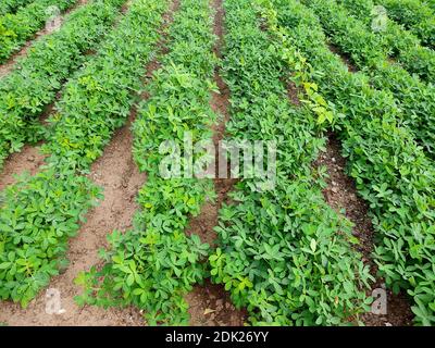 Erdnussfarm, Erdnussfeld, Erdnussbaum, Erdnussplantage Felder, Farm Land in Indien Hintergrund Stockfoto
