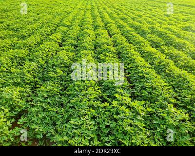 Erdnussfarm, Erdnussfeld, Erdnussbaum, Erdnussplantage Felder, Farm Land in Indien Hintergrund Stockfoto