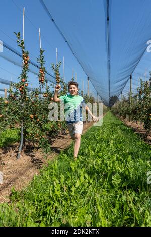 Boy läuft über einen Obstgarten mit einem frisch gepflückten Apfel Stockfoto