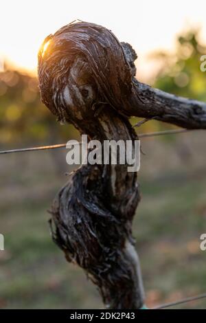 Weinberg im Abendlicht, knorrige Rebe, Nahaufnahme, Detail Stockfoto