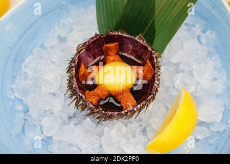 Seeigel in einer Keramikschale mit Eis auf. Seeigel Gericht. Stockfoto