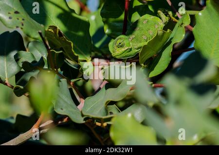 Ein Baby Mittelmeer Chamäleon (Chamaeleo chamaeleon) langsam auf einem Johannisbrotbaum (Ceratonia siliqua) Zweig in maltesischen Inseln bewegen. Stockfoto