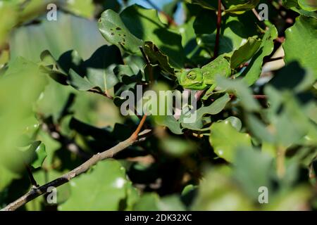 Ein Baby Mittelmeer Chamäleon (Chamaeleo chamaeleon) langsam auf einem Johannisbrotbaum (Ceratonia siliqua) Zweig in maltesischen Inseln bewegen. Stockfoto