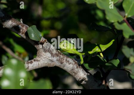 Ein Baby Mittelmeer Chamäleon (Chamaeleo chamaeleon) langsam auf einem Johannisbrotbaum (Ceratonia siliqua) Zweig in maltesischen Inseln bewegen. Stockfoto