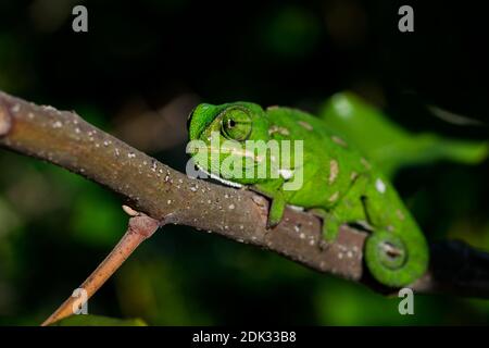 Ein Baby Mittelmeer Chamäleon (Chamaeleo chamaeleon) langsam auf einem Johannisbrotbaum (Ceratonia siliqua) Zweig in maltesischen Inseln bewegen. Stockfoto