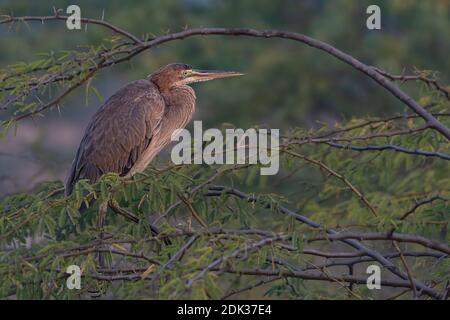 Purpurreiher (Ardea purpurea), der auf dem Ast aus nächster Nähe thront. Stockfoto