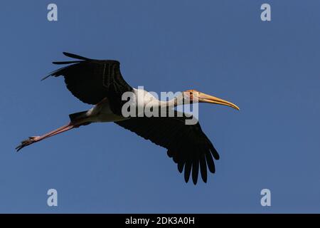 Gemalter Storch (Mycteria leucocephala) im Flug aus nächster Nähe. Stockfoto