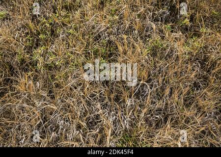 Herbst / Winter Gräser im American Camp National Historical Park, San Juan Island, Washington, USA. Stockfoto