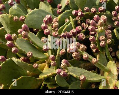 Detail der Kaktusbirne, Optunia, indische Feige voller roter, süßer, reifer Früchte, die auf den Felsen wachsen Stockfoto