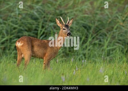 Reh-Rehbock steht auf Grasland in der sommerlichen Natur Stockfoto