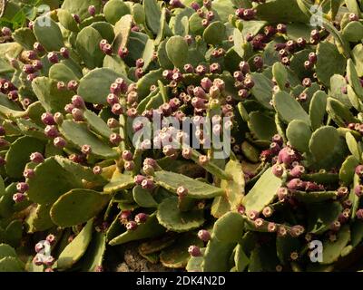 Detail der Kaktusbirne, Optunia, indische Feige voller roter, süßer, reifer Früchte, die auf den Felsen wachsen Stockfoto