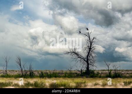 Silhouette eines schwarzen Bäumen ohne Blätter gegen einen blau bewölkten Himmel genommen, ein gewundenes Muster von Ästen, ein gebogener Baumstamm. Stockfoto