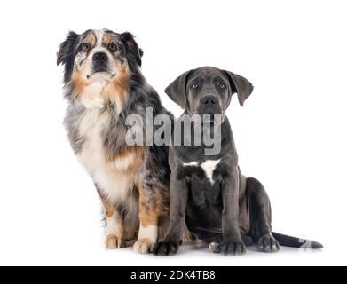Puppy italienisch Mastiff und aussie vor weißem Hintergrund Stockfoto