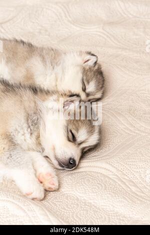 Kleine Husky Welpen. Mit schwarzer Nase und blauen Augen. Sie schlafen süß auf einer leicht strukturierten Bettdecke. Copyspace Stockfoto