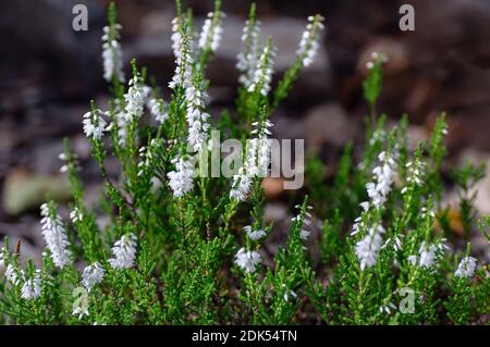 Weiße Blüten der blühenden Heide Calluna vulgaris. Schöner immergrüner Strauch für den Garten. Nahaufnahme. Stockfoto