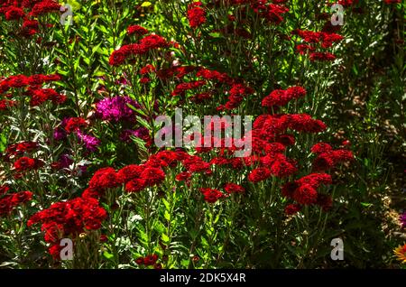 Hintergrund von zarten kleinen hellen roten Blumen Astern mit Burgund In der Mitte auf langen Stielen dehnen sich bis zum warmen Herbstsonne Stockfoto