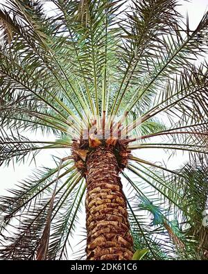 KUWAIT, KUWAIT - 10. Dez 2020: Palmen in der Sonne kontrastierend Stockfoto