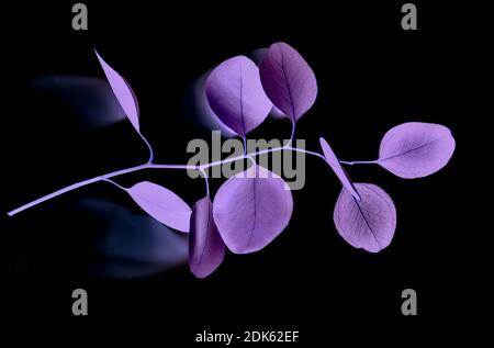 Eukalyptus Zweig mit lila Neonblättern Nahaufnahme auf schwarzem Hintergrund. Minimale botanische Kulisse mit Zweig der Pflanze. Exotischer Blumenzweig in Magenta Stockfoto