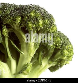 Brokkoli, Kohl, Brassica Oleracea vor weißem Hintergrund Stockfoto