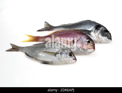 Frische Fische, Brassen aus dem Roten Meer, pagellus bogaraveo und Brassen aus dem Grauen Meer, Pondyliosoma Cantharus und Goldbrasse, sparus auratus Stockfoto