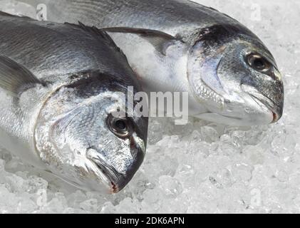 Goldbrasse, sparus auratus, frischer Fisch auf Eis Stockfoto