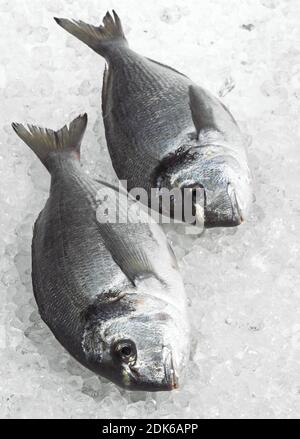 Goldbrasse, sparus auratus, frischer Fisch auf Eis Stockfoto