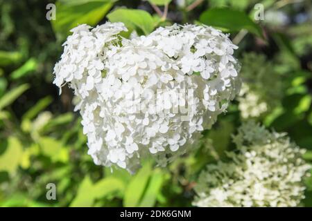 Großer Busch von weißen blühenden Hortensien Stockfoto