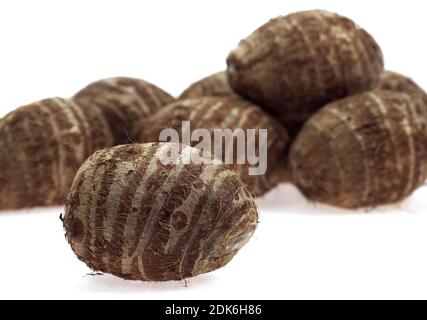 Eddo, Knolle des Werks Dasheen, Colocasia esculenta Stockfoto