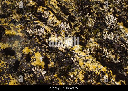 Nahaufnahme von Muscheln und gelben Algen in einem Gezeitenbecken Stockfoto