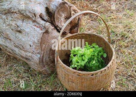 Korb mit frisch geernteten grünen Salaten auf den Dry Strows Überdachter Boden Stockfoto