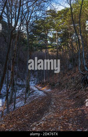 Der erste Schnee im Herbstwald. Hohe Fichten und Laubbäume am frühen Morgen. Ein Pfad in einem leeren Wald mit abgefallenen Blättern. Vertikale Komp Stockfoto
