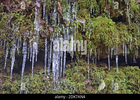 Eiszapfen bei Puzzlewood im Winter, mit Schnee auf dem Boden. Coleford im Wald von Dean, Gloucestershire, England, Großbritannien Stockfoto