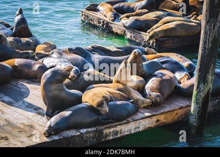 Die berühmten kalifornischen Seelöwen sonnen sich auf der hölzernen Plattform Am Pier 39 in San Francisco Stockfoto