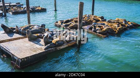 Viele Seelöwen sonnen sich auf der hölzernen Plattform Am Pier 39 in San Francisco Stockfoto