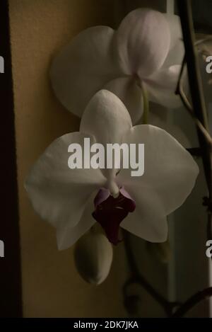 Fotografien einer mystischen Orchidee, die in einem Topf auf einer Fensterleiste wächst. Stockfoto