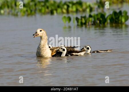 Orinoco Goose, neochen jubata, Erwachsene mit Küken auf Dem Wasser, Los Lianos in Venezuela Stockfoto